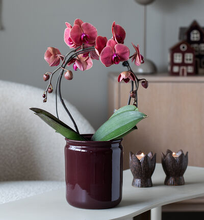 Apotek blomsterpotte mørk lilla 15 cm Apotek blomsterpotte mørk lilla 15 cm